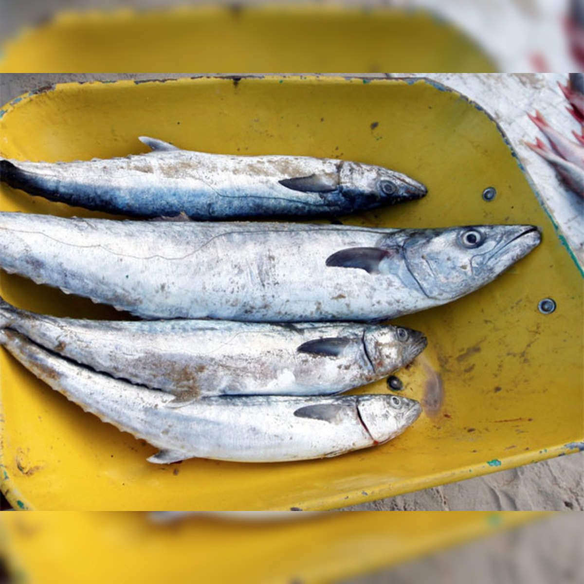 fish: India's marine fish catches record 6.6 % rise in 2016 - The