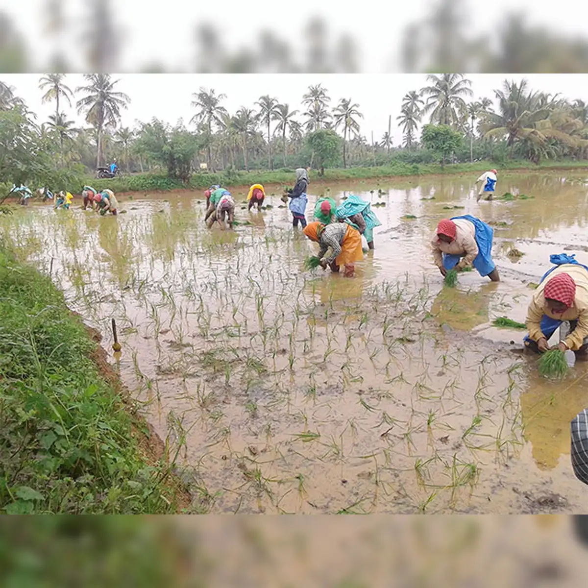 Collective Farming In India