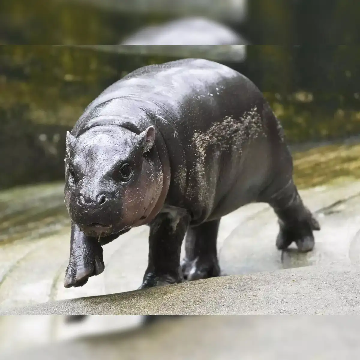 From Cute to Cash: How viral baby pygmy hippo Moo Deng helped people earn  Rs 100 crore in just two weeks - The Economic Times