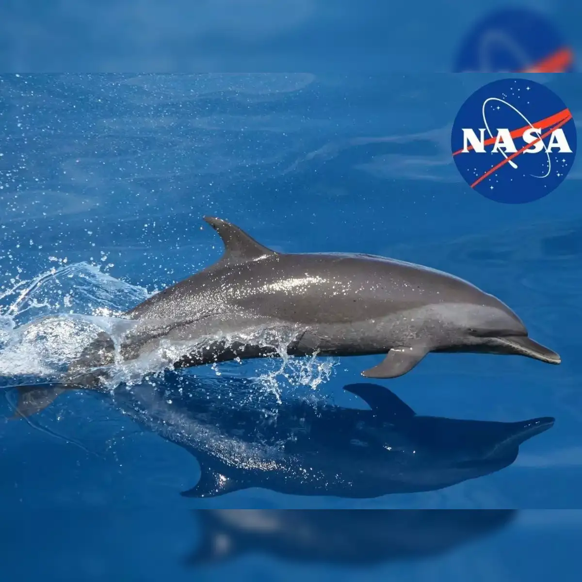 A dolphin's heartfelt connection with its human trainer