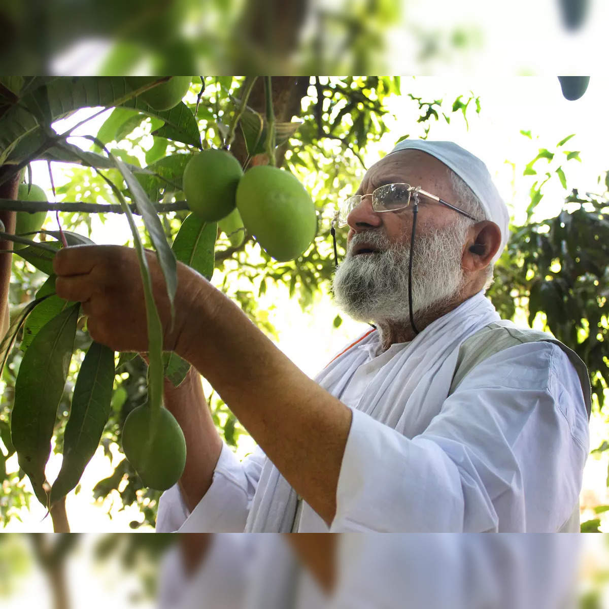 mango varieties: Meet Kaleem Ullah Khan, the father of 300 varieties of  mangoes in India - The Economic Times