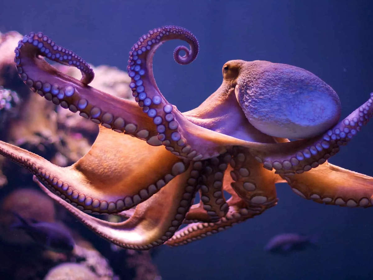 Scientists express concern over proposals for world's first octopus farm -  The Economic Times