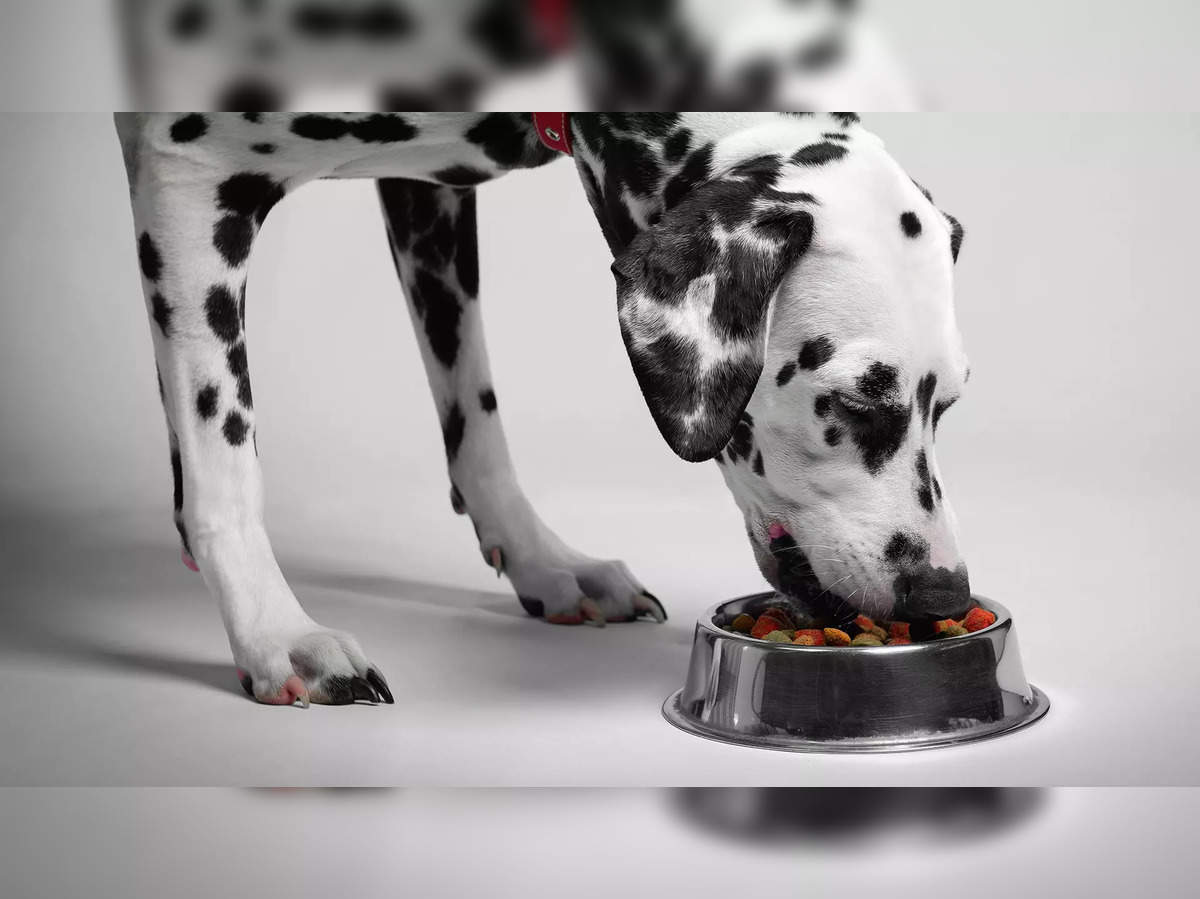 Best Dog Food for Dalmatians: Top Picks for Optimal Health