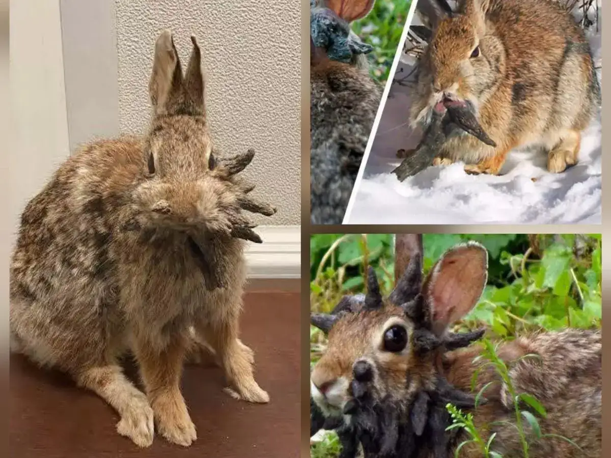 A close-up of a rabbit's face showing multiple black growths caused by the Shope Papilloma Virus.