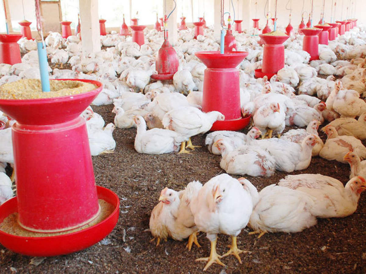Poultry firms fear profit fall on imports of costly feeds - The Economic  Times