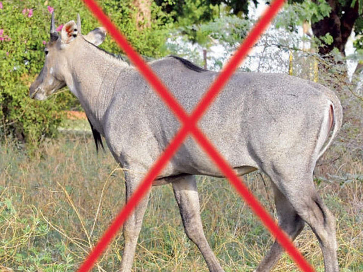 Centre allows Bihar to cull Nilgai herds and wild pigs; declares them  'vermin' - The Economic Times