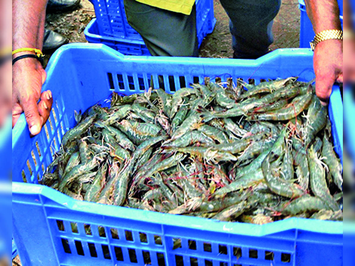 Shrimp Etc China Trade,Buy China Direct From Shrimp Etc Factories