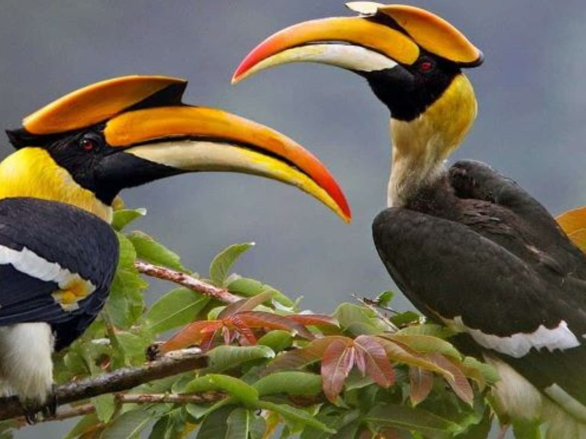 Indian Hornbill: Great Indian Hornbill tortured and killed in Nagaland -  The Economic Times