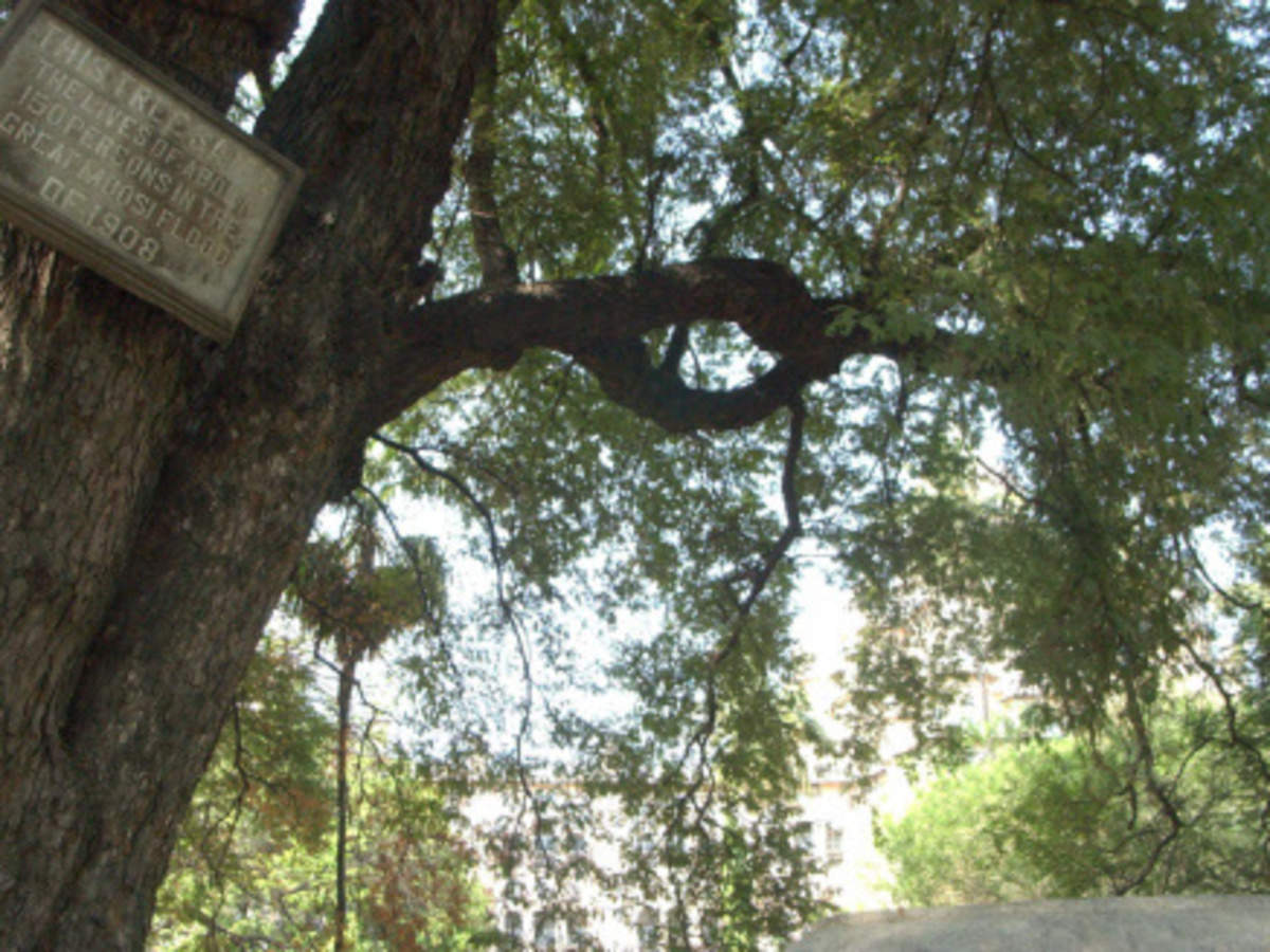 This Tamarind Tree Brings Luck For Candidates The Economic Times