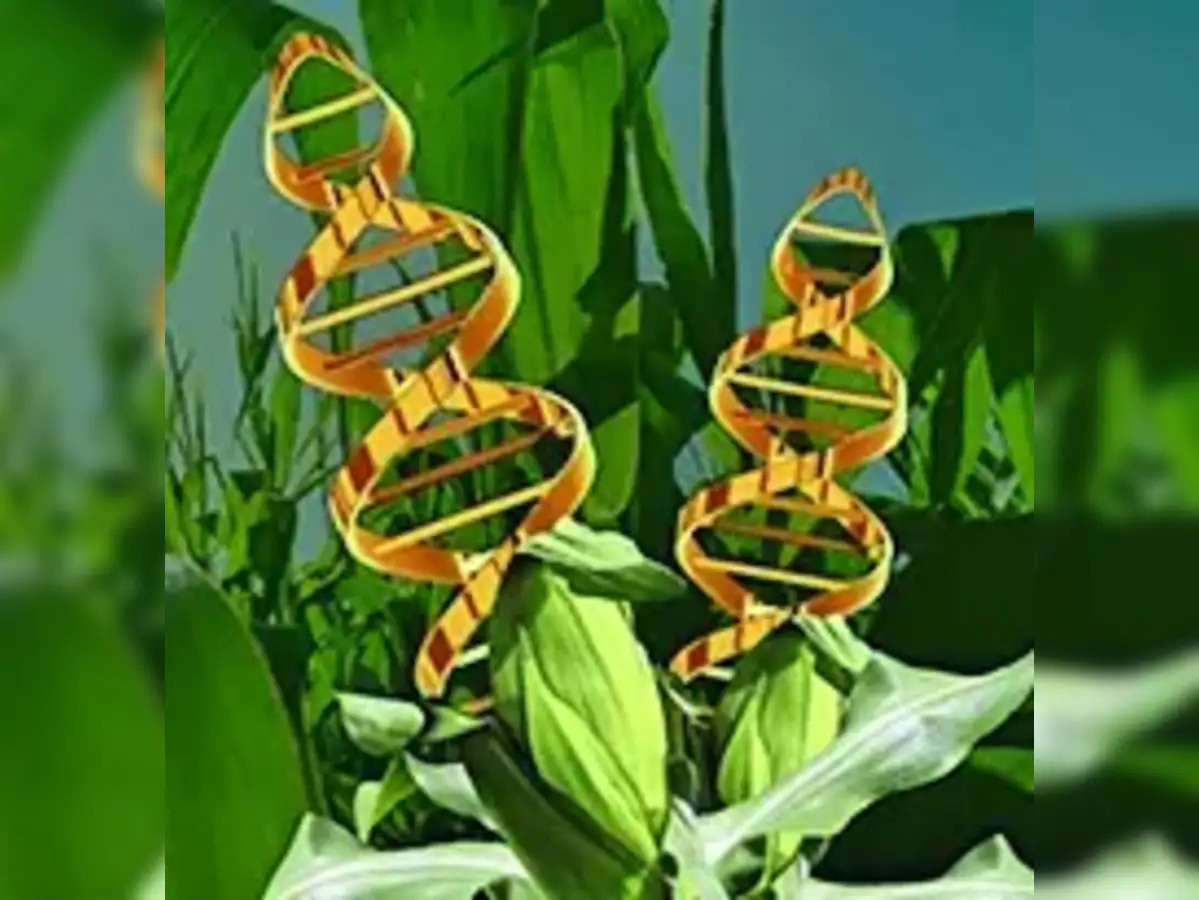 GM crops, take an informed look at it