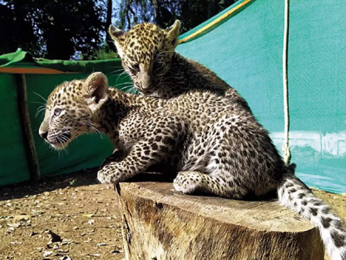 Leopard Spotted Ahmedabad: Leopard Spotted On City's Outskirts