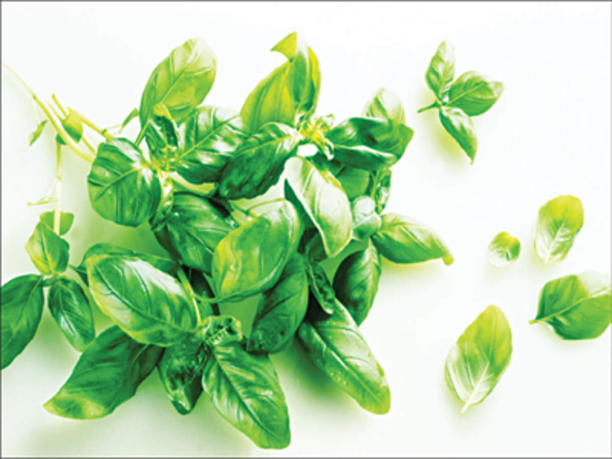 Basil the aromatic green herb has much to do with India The