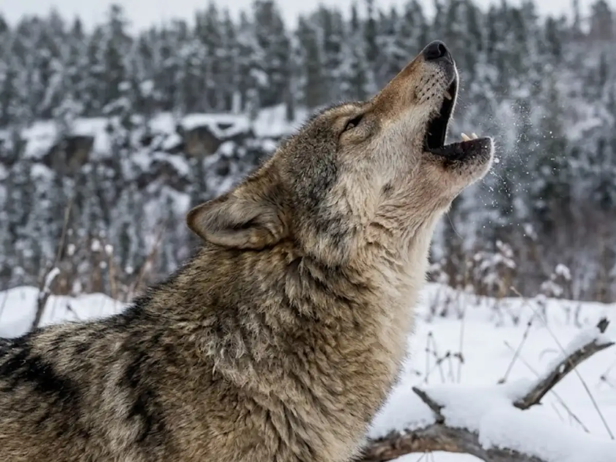 What Chernobyl's Wolves Learned to Survive That Scientists Still Don't  Fully Understand
