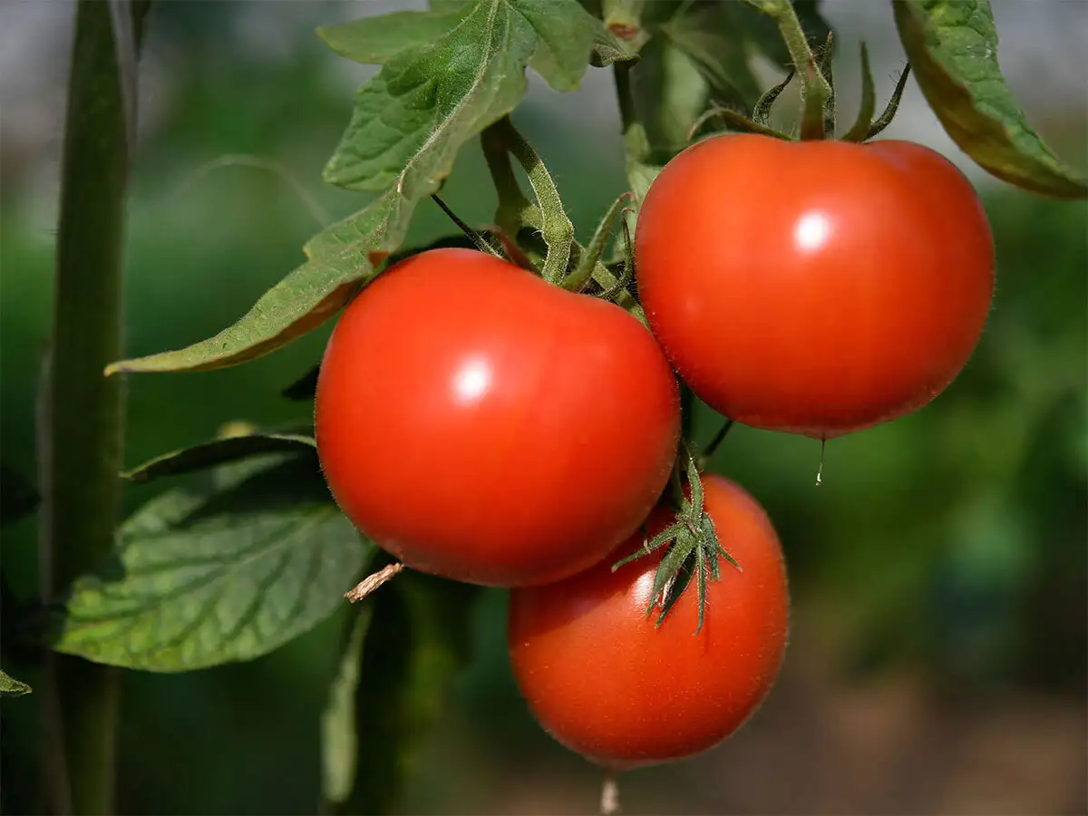 Government Okays Norms For Rs 500 Crore Operation Greens Scheme For Onion Potato And Tomato The Economic Times