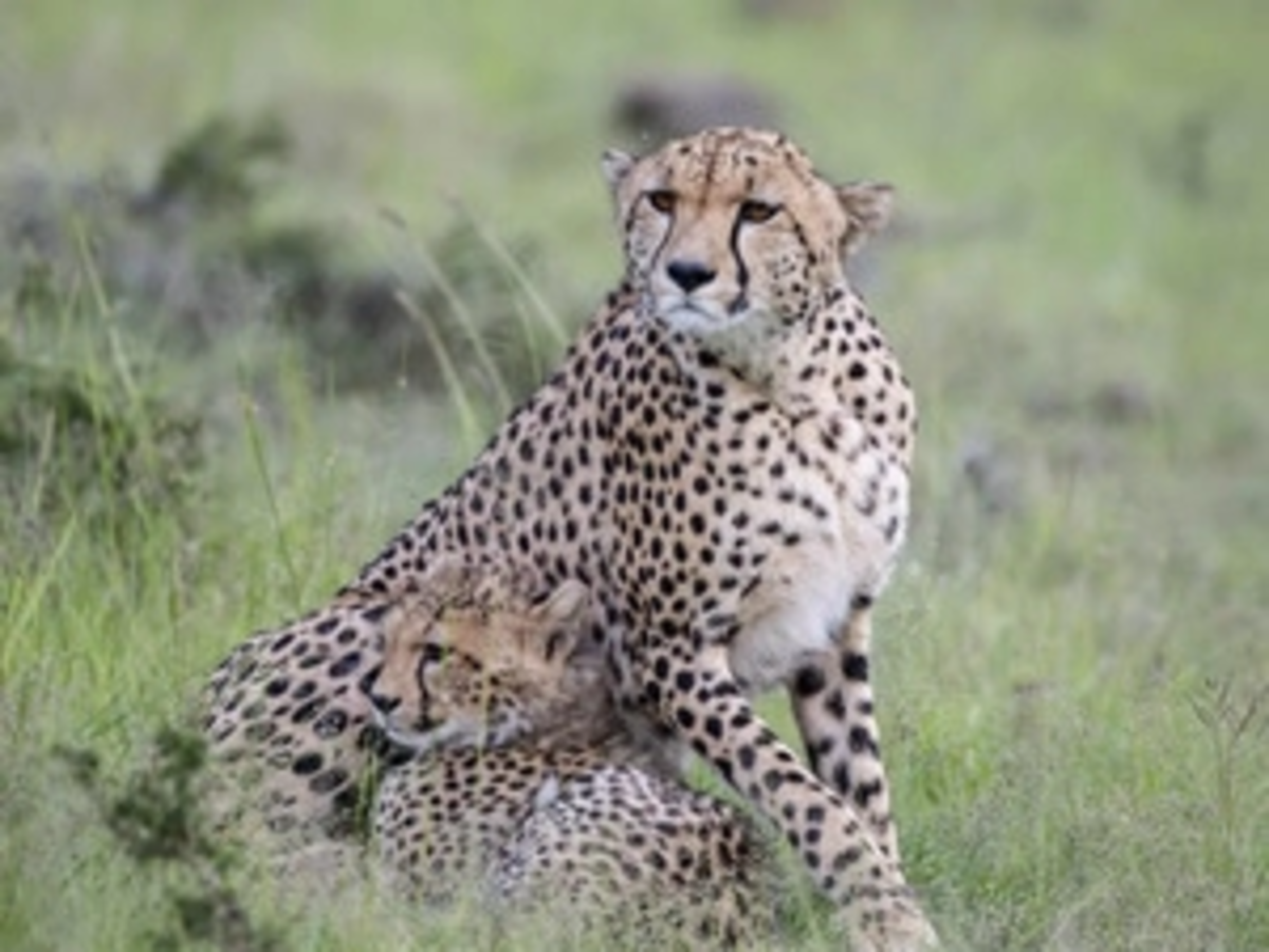 Cheetah just had to meet this mini cheetah 