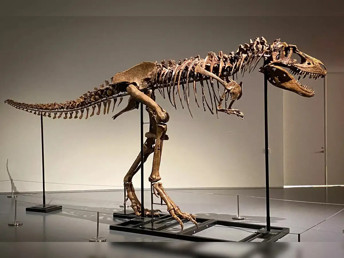 廃盤レア！博多ザ・ブリスコ BRHYSSCO LIVE first-skeleton-of-gorgosaurus-