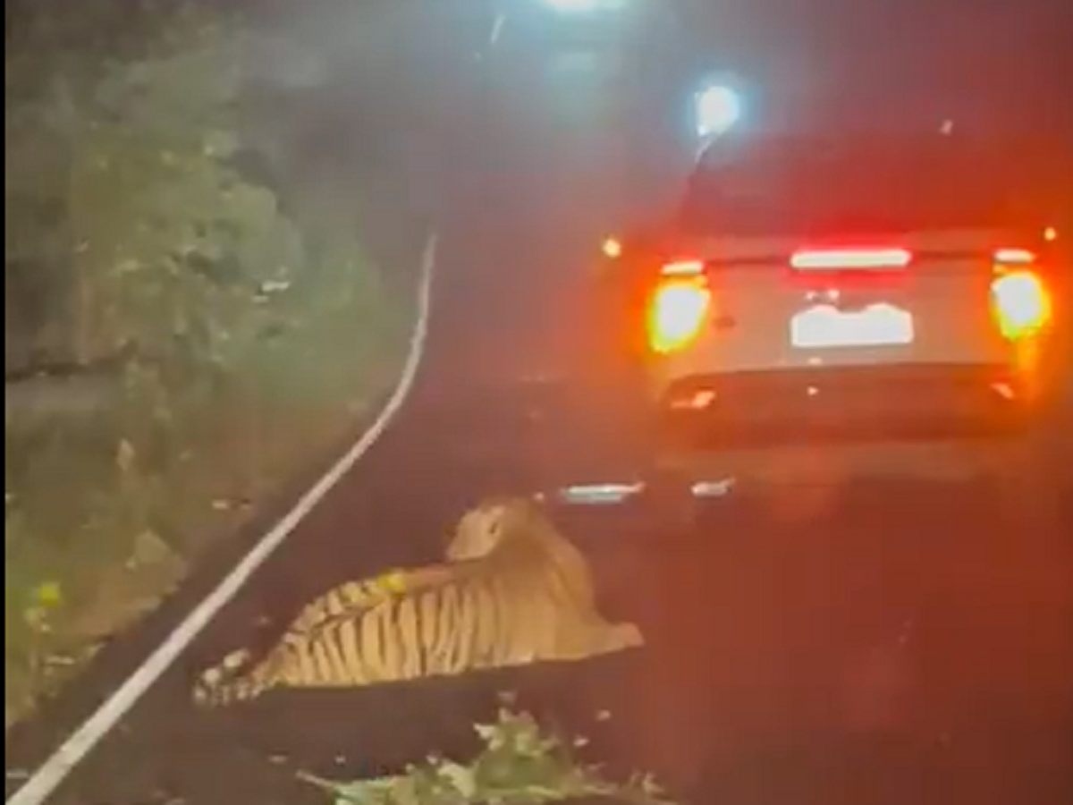 tiger death: Tiger dies after being hit by a vehicle. Netizens ask how many  more in the name of road development? - The Economic Times