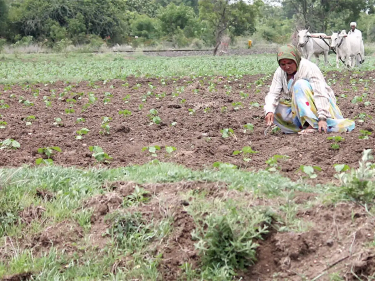 About 37% of kharif sowing completed in parts of Chhattisgarh - The  Economic Times