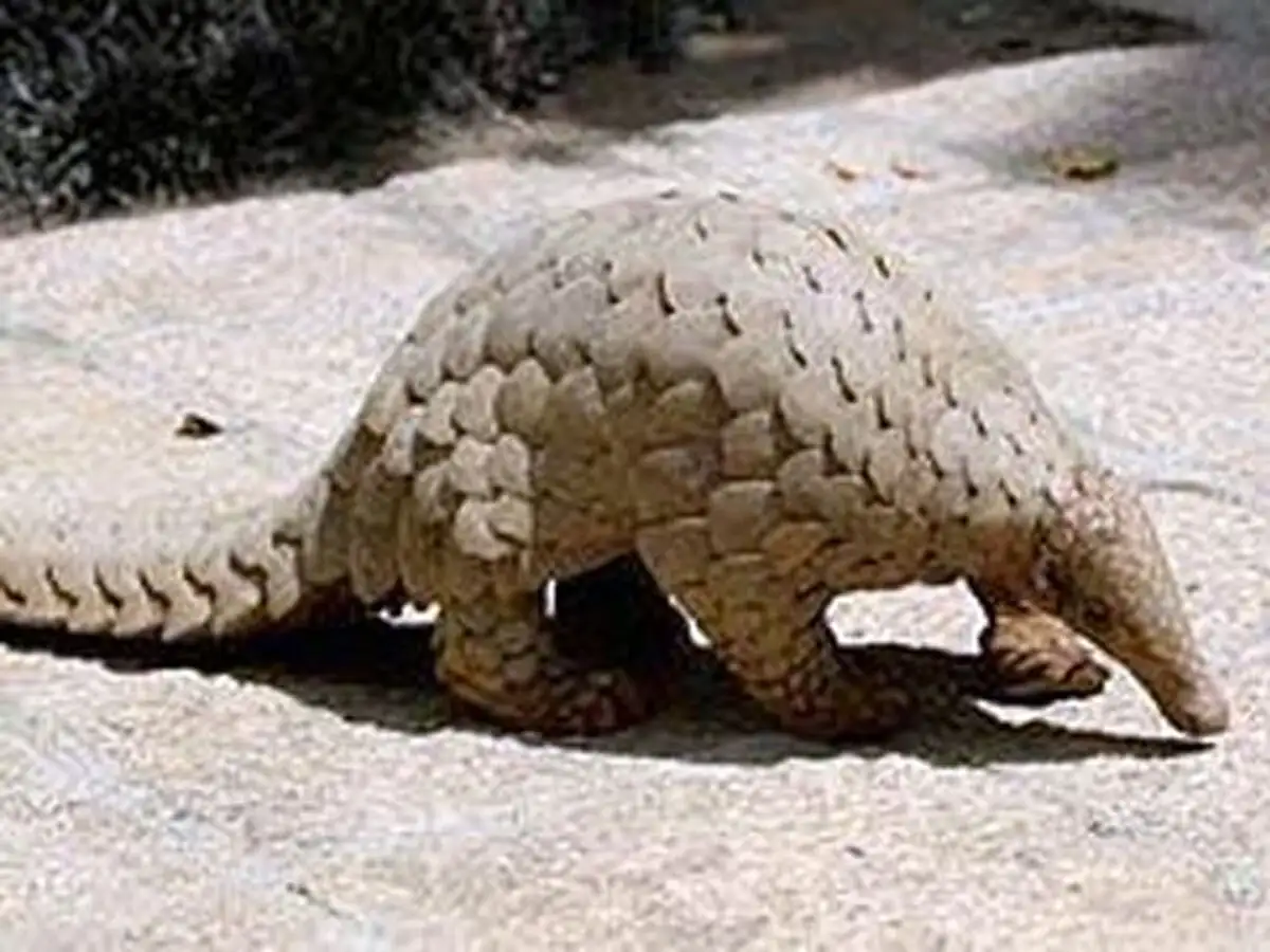 coronavirus research: Tamil Nadu, Uttarakhand emerging as hotspots for  pangolin trafficking in India, researchers warn - The Economic Times