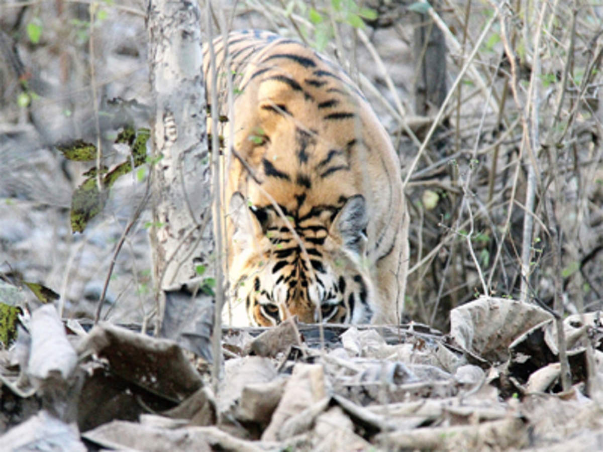 Tiger census: Expert group questions methodology adopted - The Economic  Times