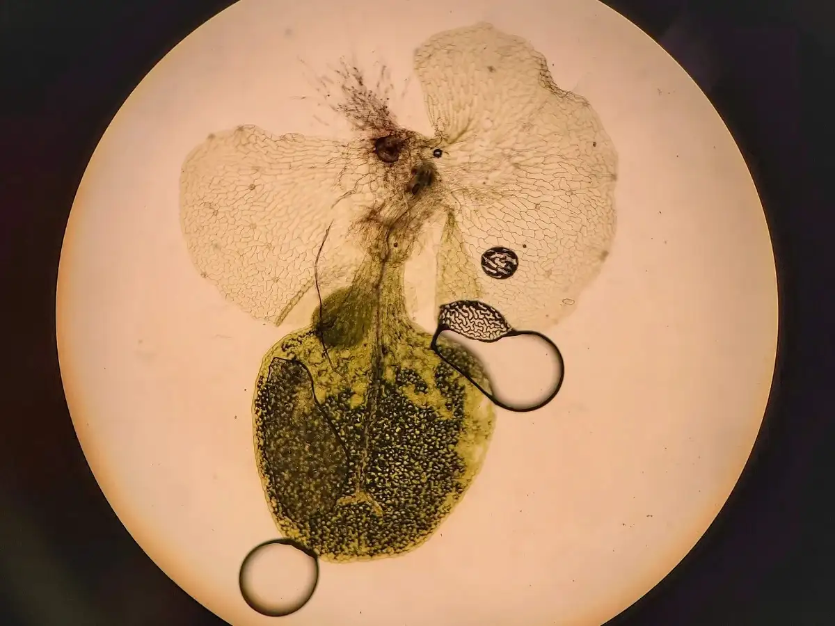 In 1999, NASA flew Ceratopteris fern spores on STS-93 to test
