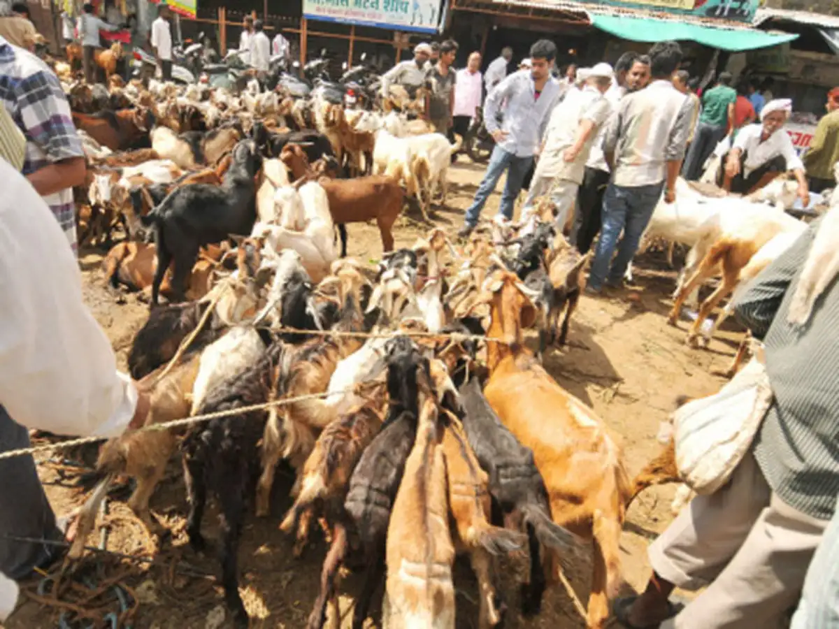 WhatsApp? A goat please: Goat farms becoming tech savvy through use of  social media tools - The Economic Times