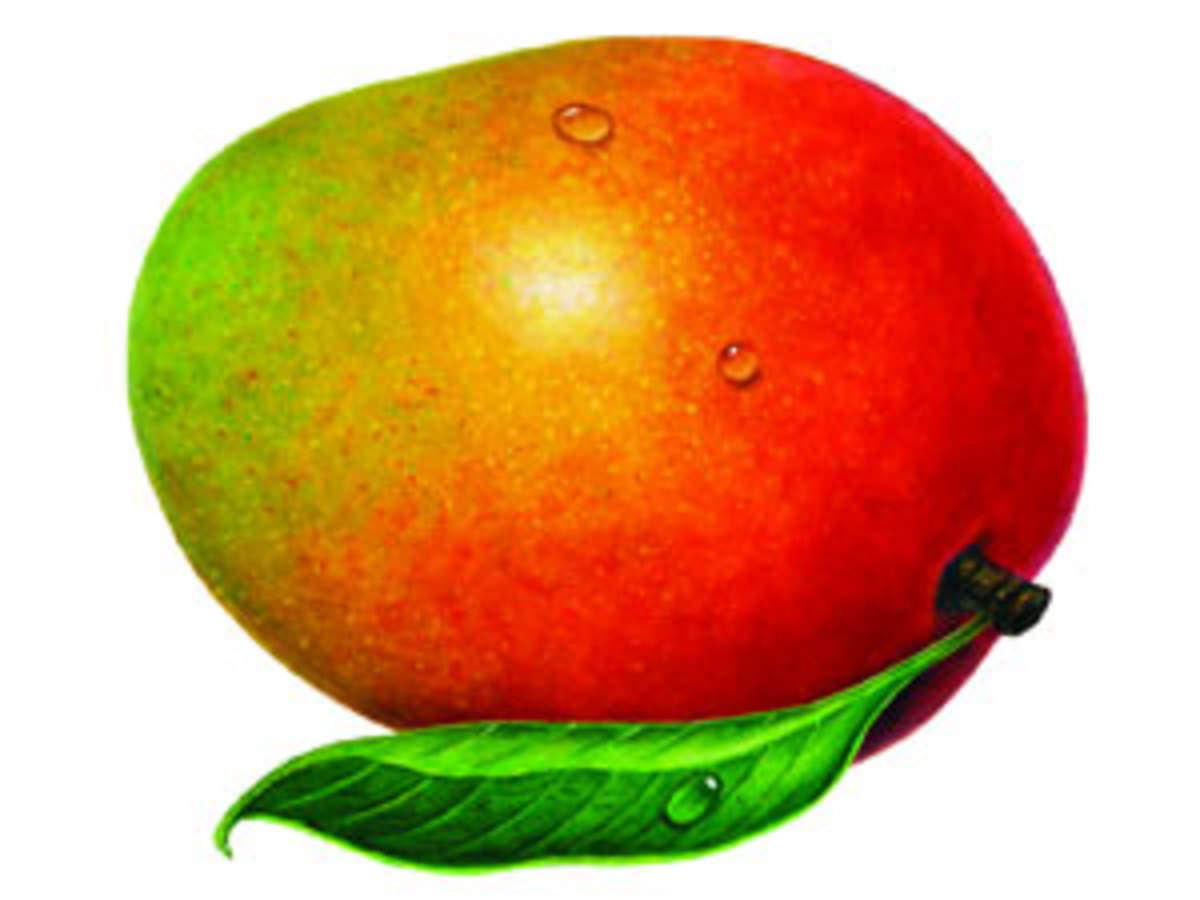 How to draw and color a Mango with pencil color tutorial video for  students. - YouTube
