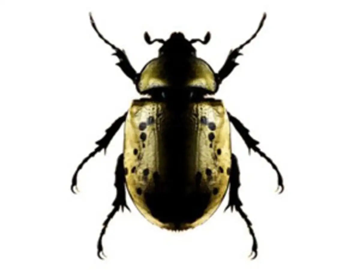 Bugs and brahman - The Economic Times