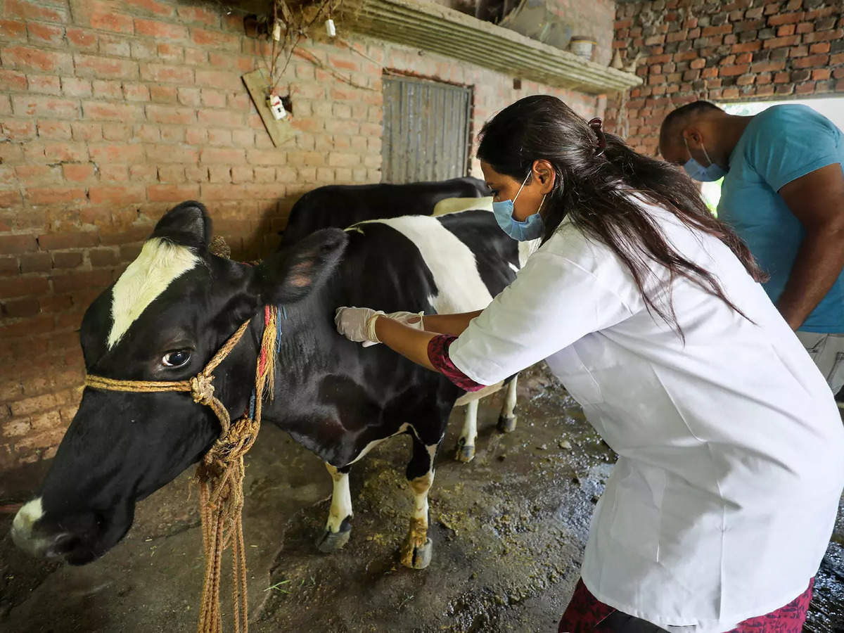 veterinary doing treatments for lumpy Disease
