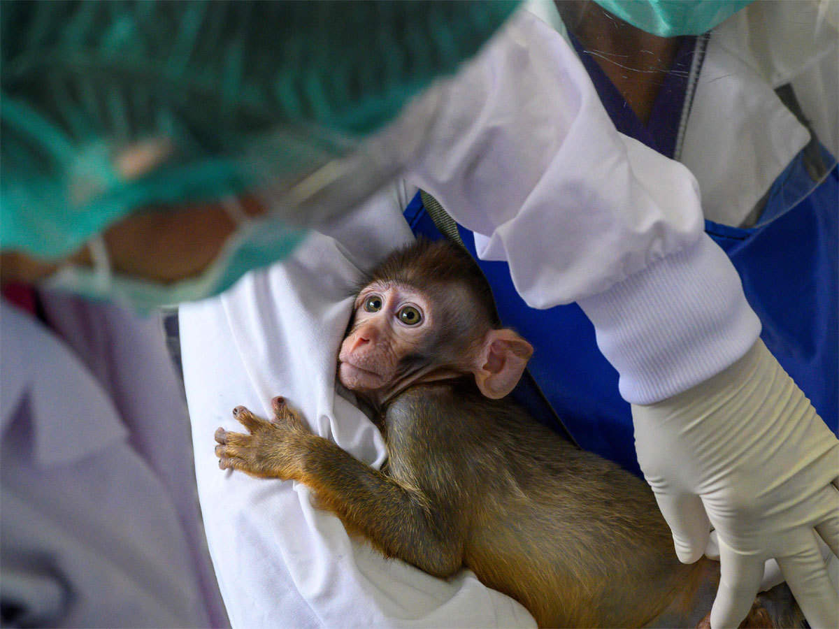 Single-Shot COVID-19 Vaccine Protects Non-Human Primates