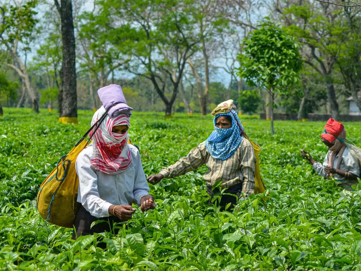  ‘Nearly Rs 10 Cr PF Dues Pending in 4 Tea Gardens Under Centre in Bengal’