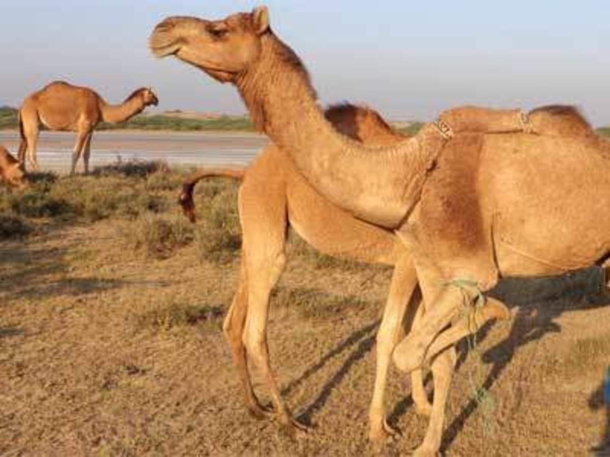 Camel milk: Plan to sell camel milk hits a wall as it doesn't qualify under  norms that define milk - The Economic Times