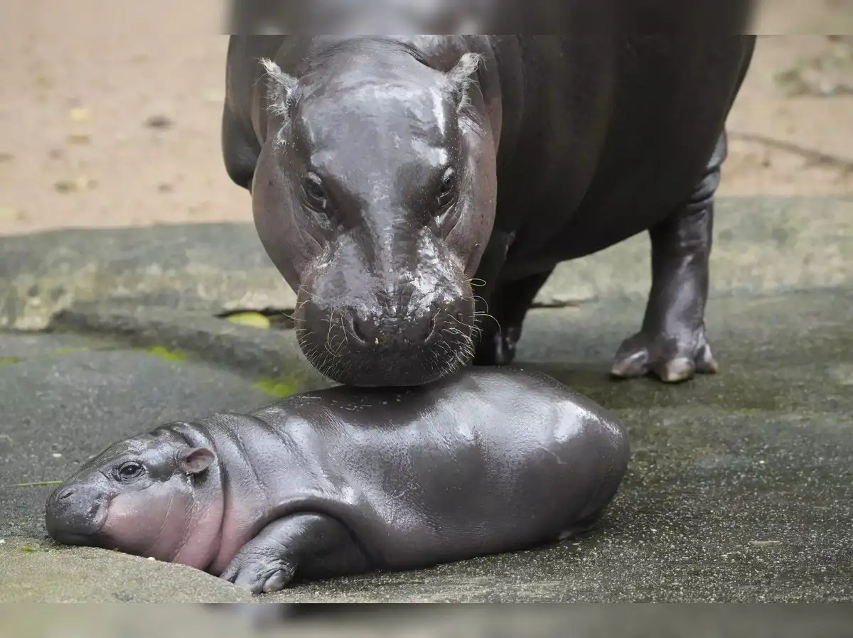 Crypto royalty Ethereum co-founder gifts viral pygmy hippo Moo Deng  $300,000 for Christmas - The Economic Times