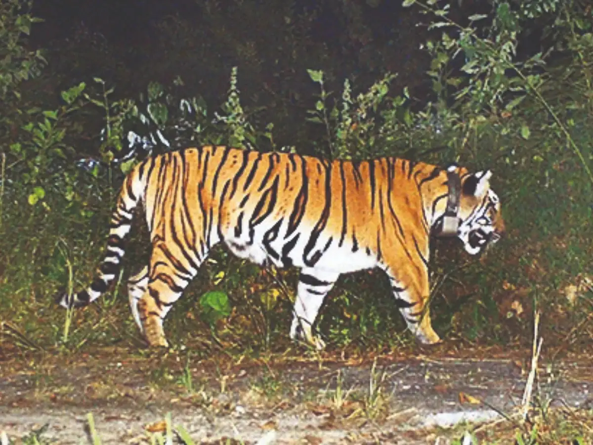 West Bengal to recapture tigress in Assam