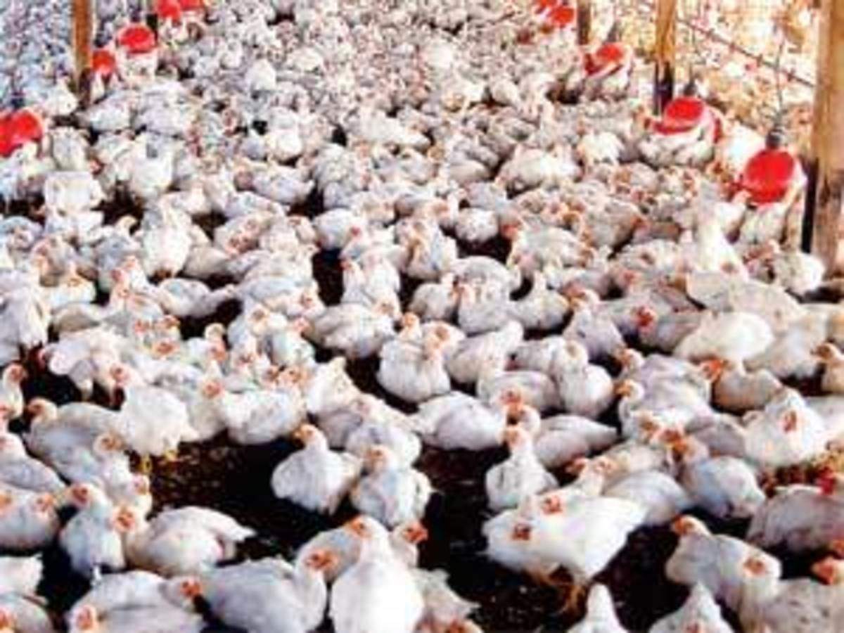 Download Poultry Droppings Can Generate Enough Gas To Run A Farm The Economic Times