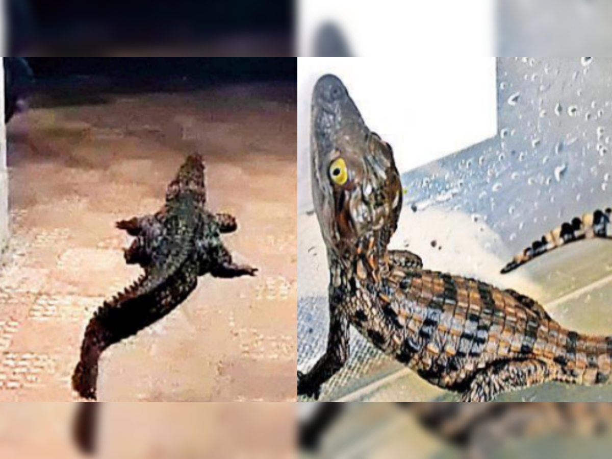 Mumbai Crocodile: Mumbai rains: Crocodile rescued from a chawl