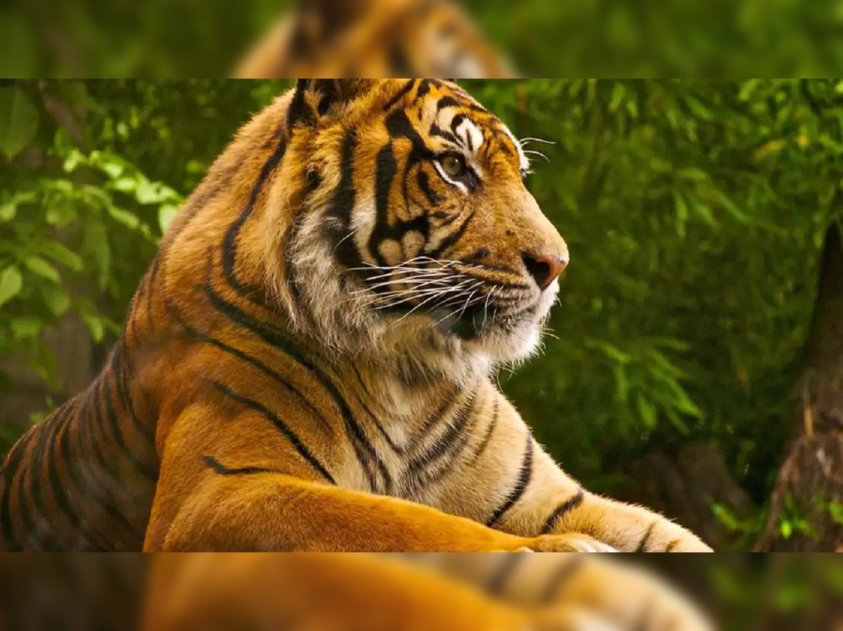 Giant Tiger: A Fresh Transformation