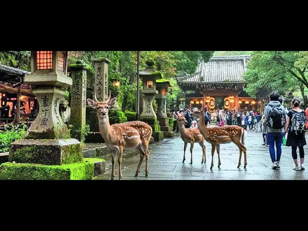 Problem with going to Japan - you return and expect things to be still civilised