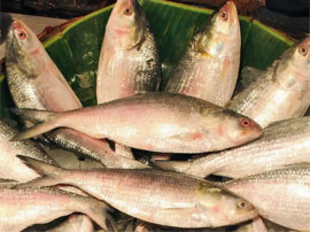 Imported Fish Chakori Replaces Hilsa On Bengali Menus Due To Low Supplies The Economic Times Fish 4 ever brisling sardines in spring water 105 g. imported fish chakori replaces