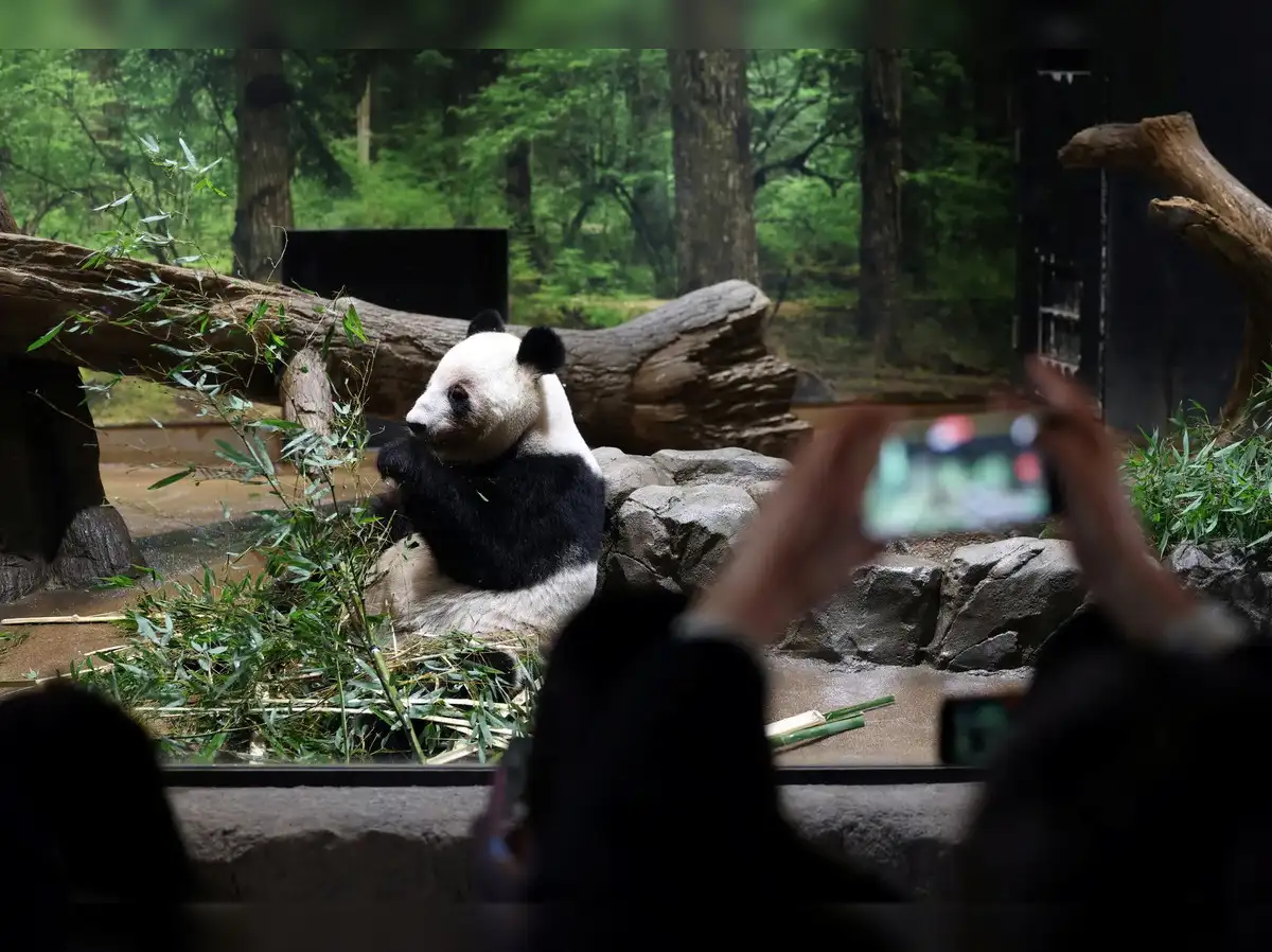 Crowds flock to Tokyo zoo to see pandas before they leave for China ...