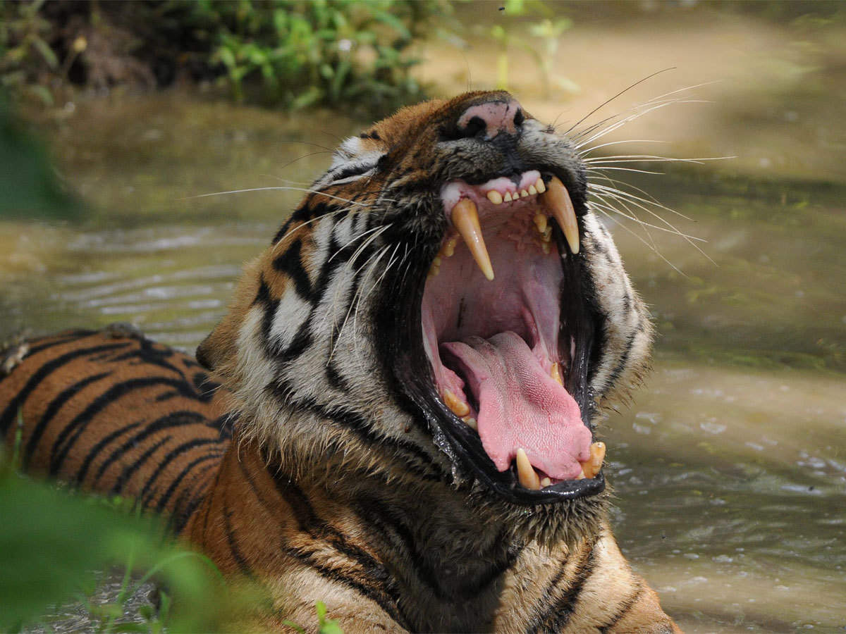 The Royal Bengal Tiger streaming: where to watch online?