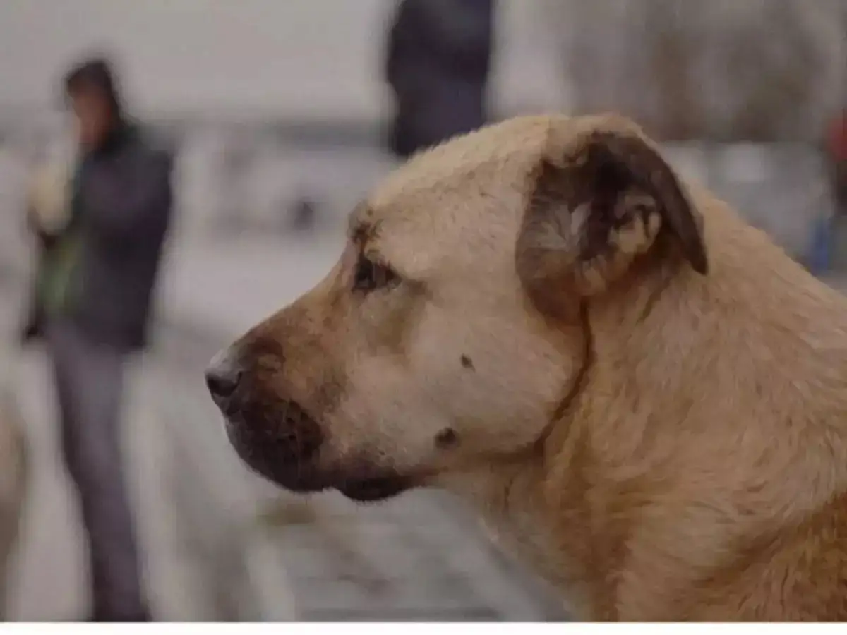 Every community's best friend: How members of the public can help dogs ...