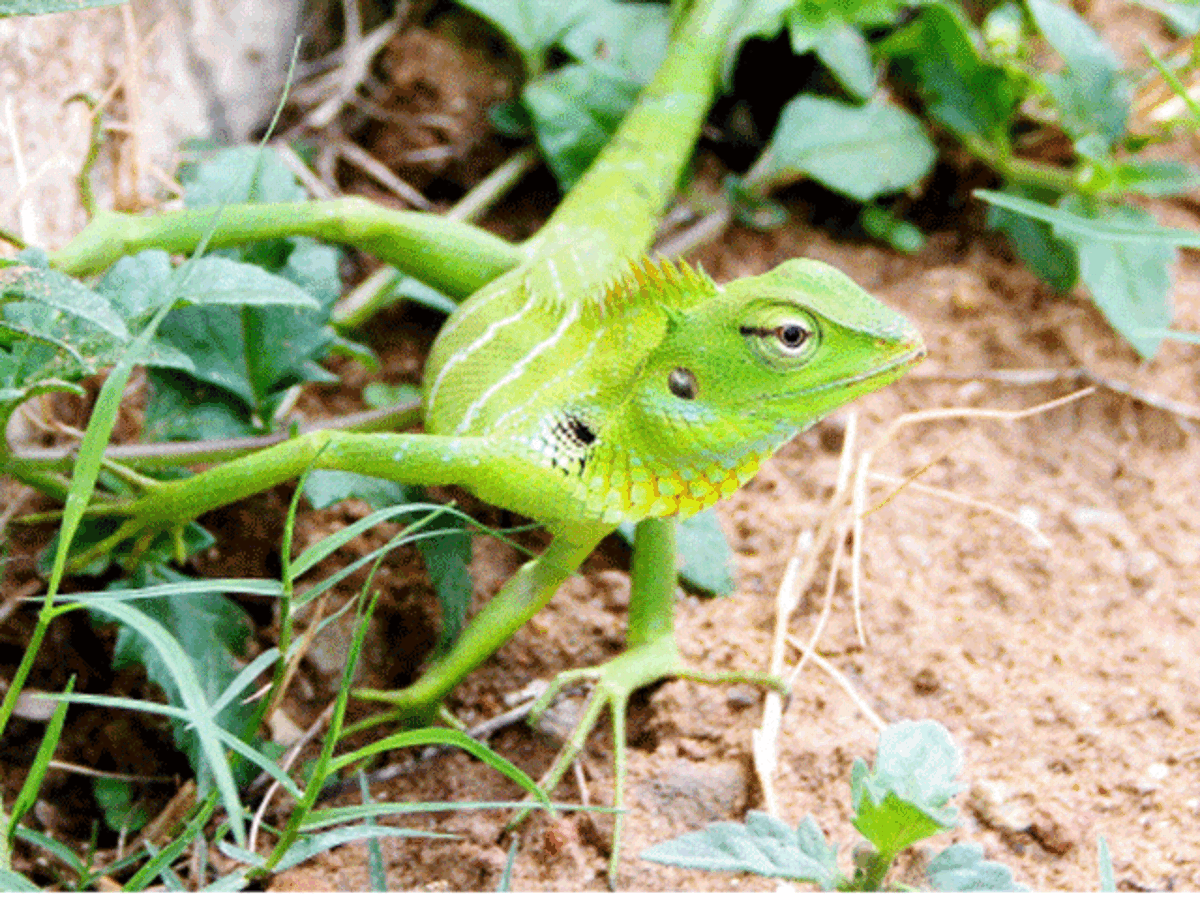 New African lizard named after Sir David Attenborough - The Economic Times