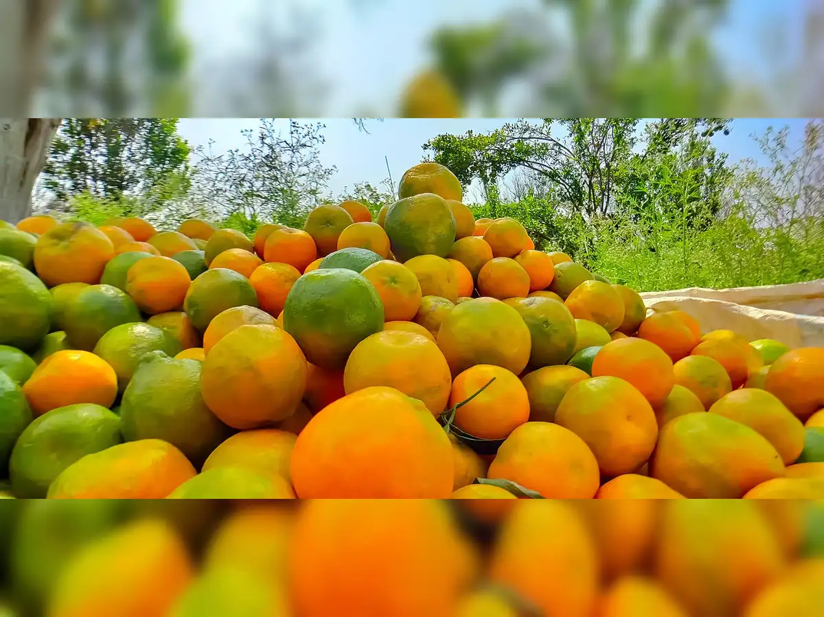 From peel to profit: How Nagpur can juice a fortune from its oranges - The  Economic Times