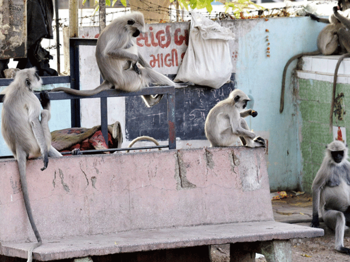 Monkey menace in Vrindaban - The Economic Times