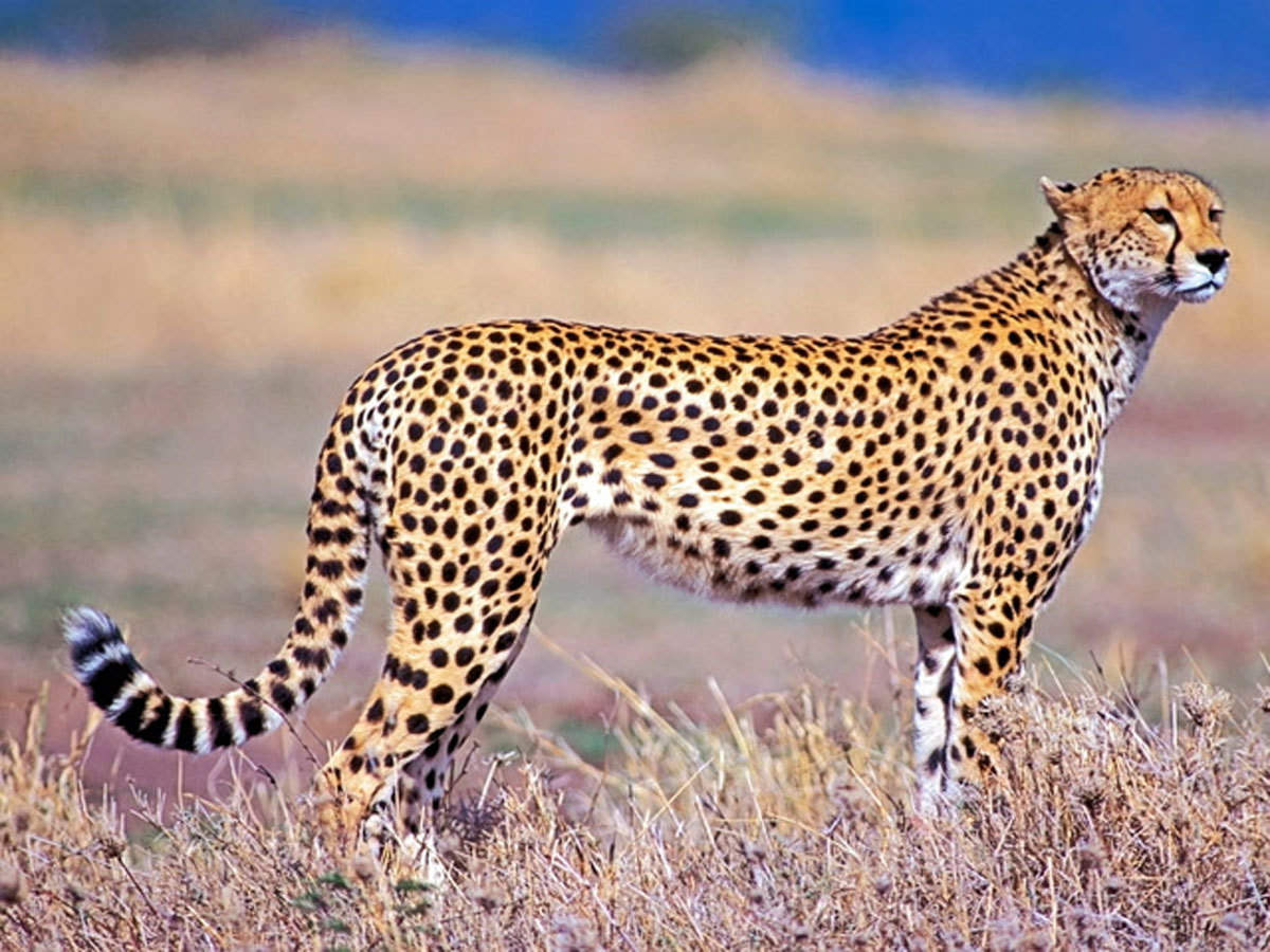 Cheetah to be re-introduced in India from Africa in November: MP govt - The  Economic Times