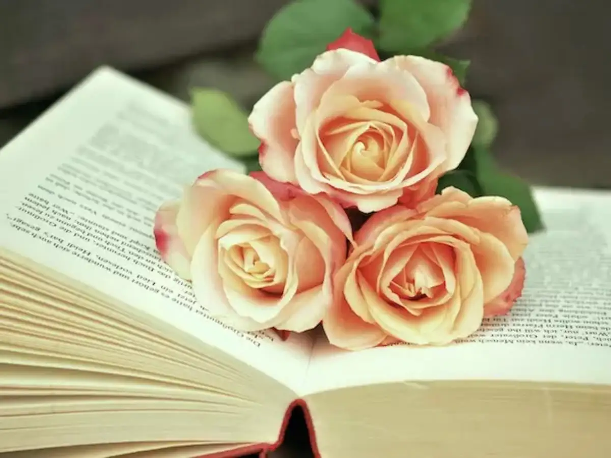 best colleen hoover books: Discover the Best Colleen Hoover Books That