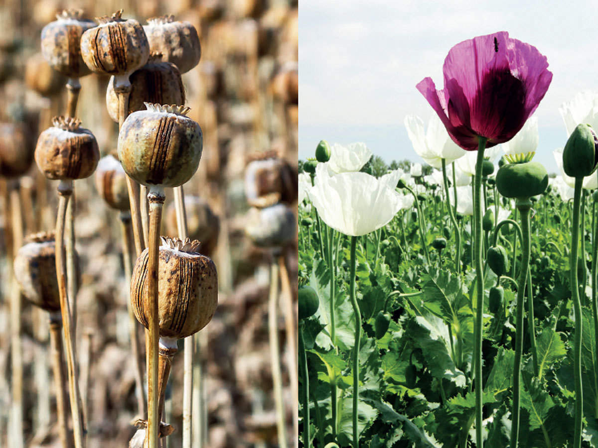 Turkish Import Seeds A Poppy War In India The Economic Times