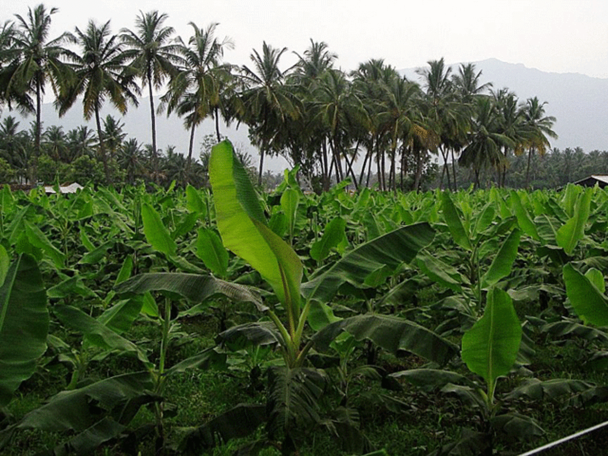 Mohan Guruswamy | Suicides are no indication of India's farmers' plight |  Mohan Guruswamy | Suicides are no indication of India's farmers' plight