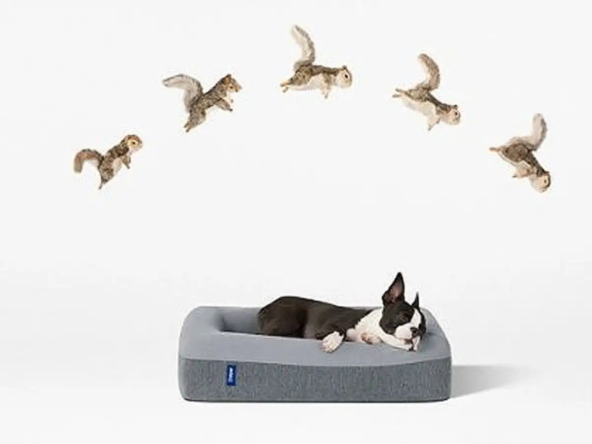 casper dog bed target